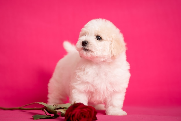 Foto perrito blanco de bichon en un fondo rosado con las flores.