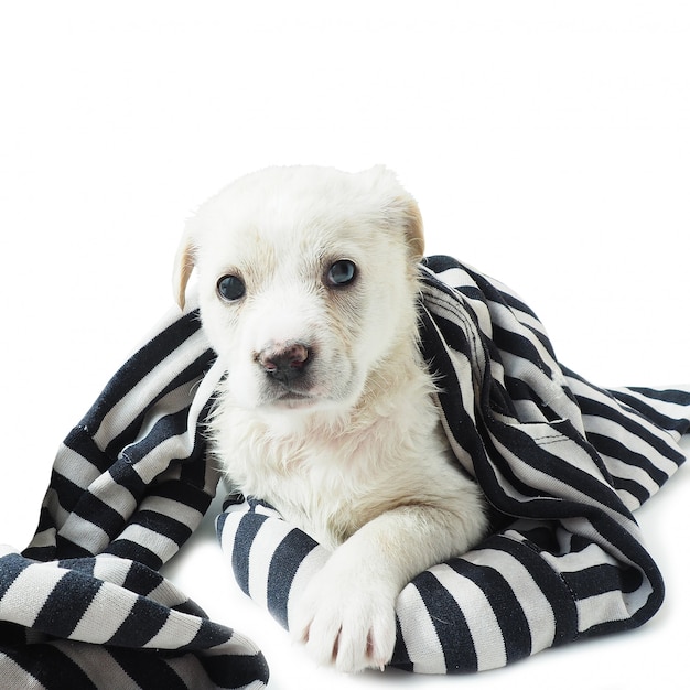 Perrito blanco envuelto en un trapo blanco y negro a rayas.