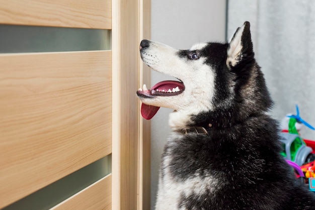 Perrito blanco sentado esperando pacientemente dentro de una casa a puerta cerrada