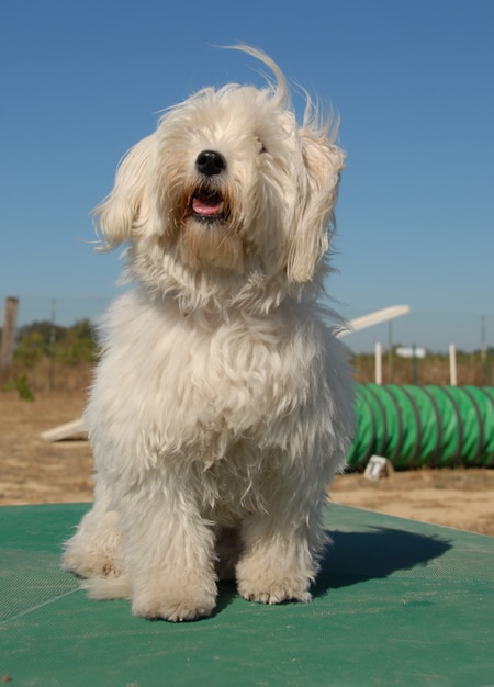 Foto perrito blanco