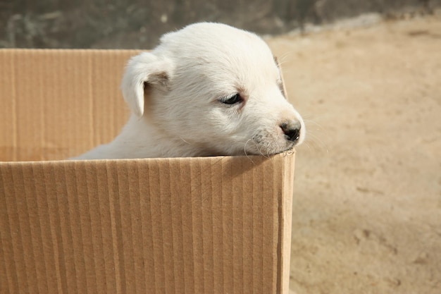 Perrito callejero en caja de cartón al aire libre Animalito