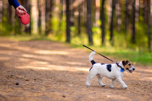 Perrito caminando con correa en un parque de verano