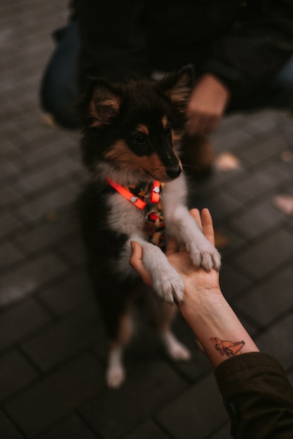 Perrito caminando y jugando en el parque