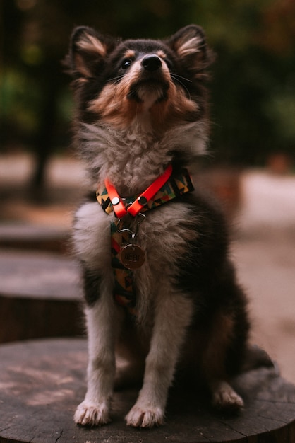 Perrito caminando y jugando en el parque