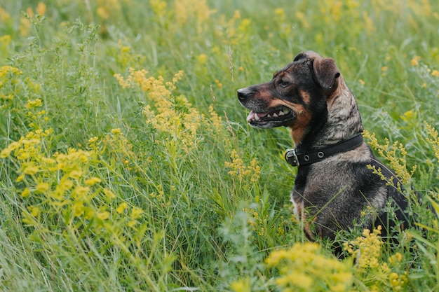 perrito en el campo de flores. flores silvestres perro negro