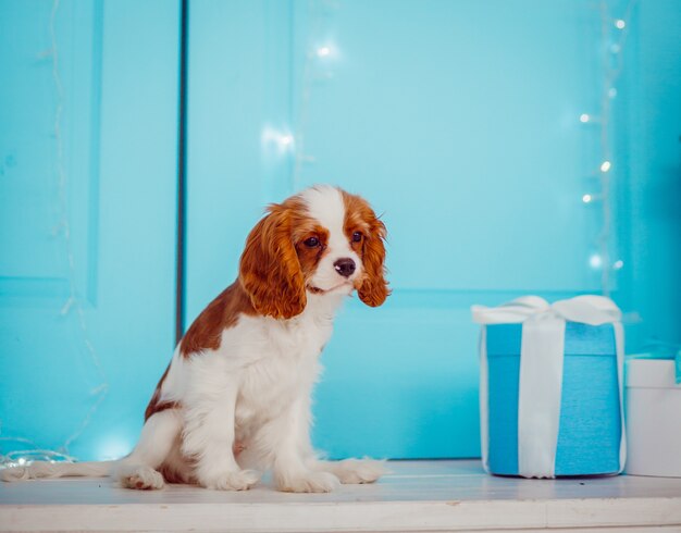 El perrito Cavalier King Charles Spaniel se encuentra junto a la puerta azul