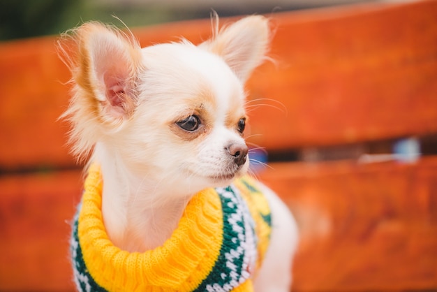 Perrito chihuahua en un banco. Linda mascota doméstica al aire libre. Cachorro de chihuahua en el parque en ropa.