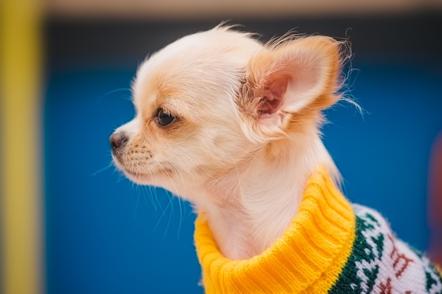 Perrito chihuahua en un banco. Linda mascota doméstica al aire libre. Cachorro de chihuahua en el parque en ropa.