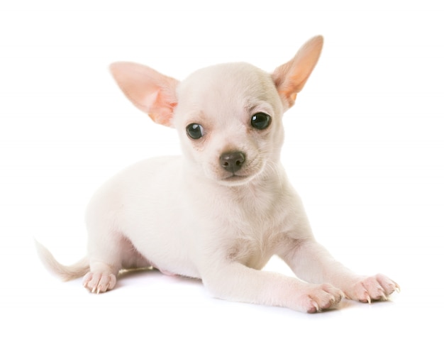 perrito chihuahua blanco