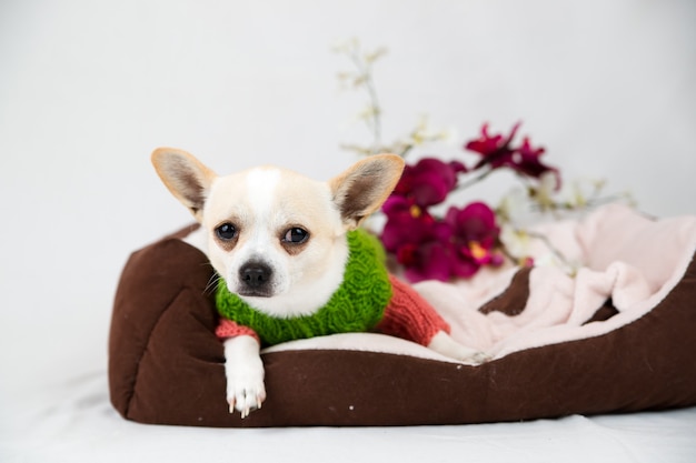 Perrito chihuahua en la cama