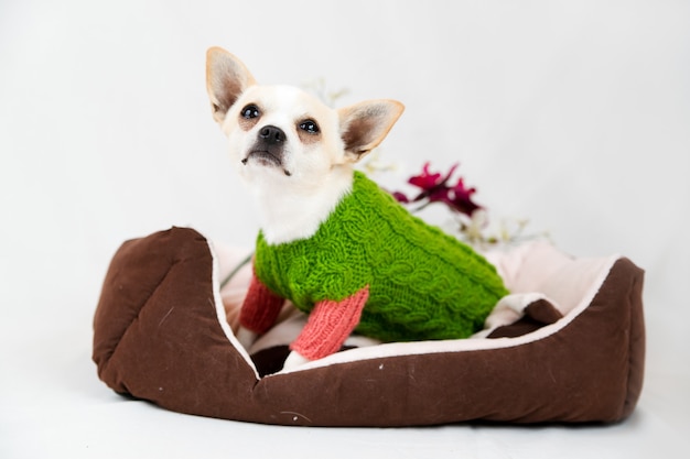 Perrito chihuahua en la cama