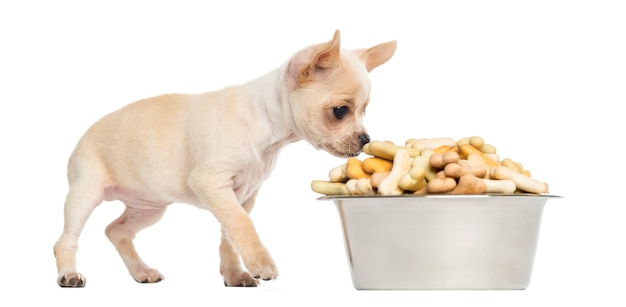 Perrito chihuahua comiendo de un tazón grande lleno de galletas aislado en blanco