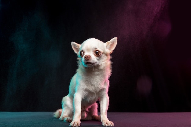 El perrito chihuahua está planteando. Lindo perrito o mascota de crema blanca juguetón aislado sobre fondo de color neón. Concepto de movimiento, movimiento, amor de mascotas. Parece feliz, encantado, divertido. Copyspace para diseño