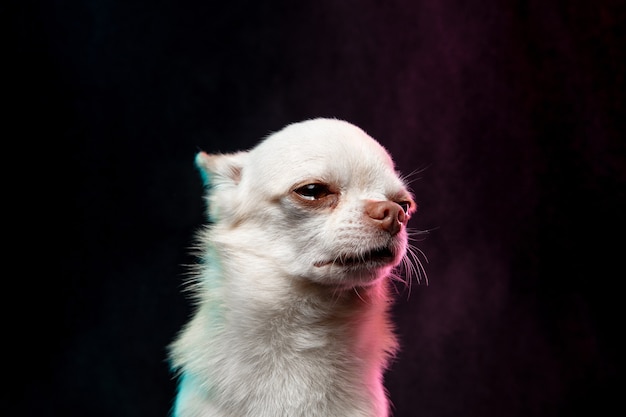 El perrito chihuahua está planteando. Lindo perrito o mascota de crema blanca juguetón aislado sobre fondo de color neón. Concepto de movimiento, movimiento, amor de mascotas. Parece feliz, encantado, divertido. Copyspace para diseño