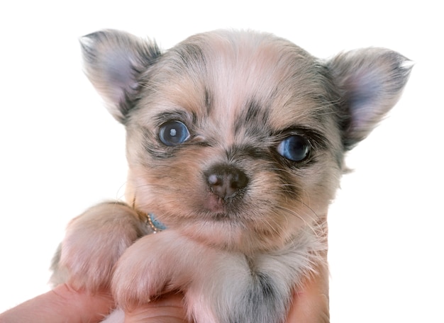 perrito chihuahua en estudio