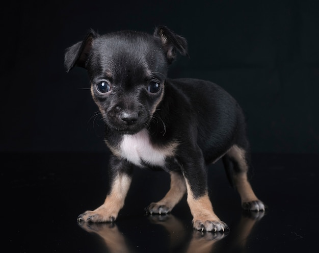 perrito chihuahua en estudio