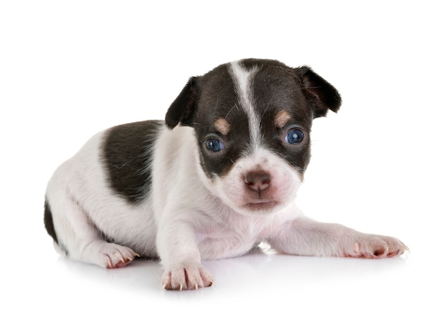 perrito chihuahua en estudio