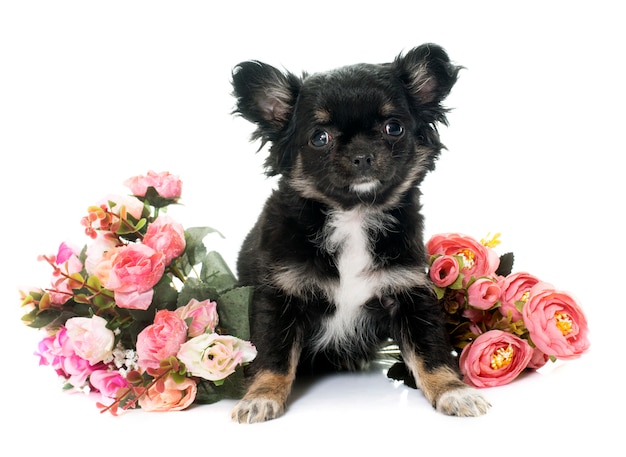 perrito chihuahua y flores