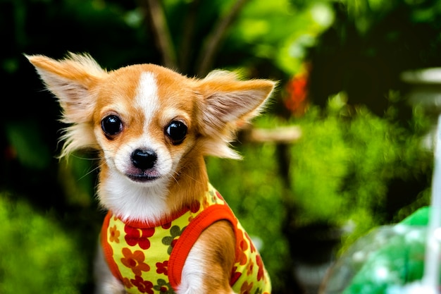 Perrito chihuahua marrón