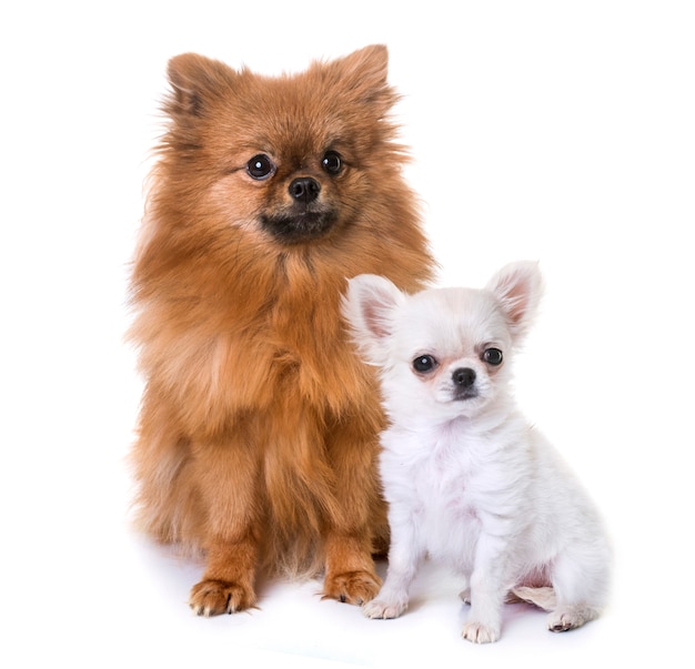 Perrito chihuahua y pomeranian