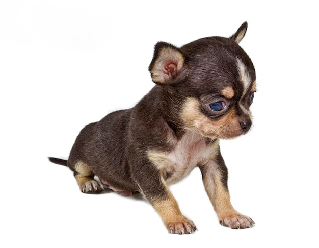 perrito chihuahua