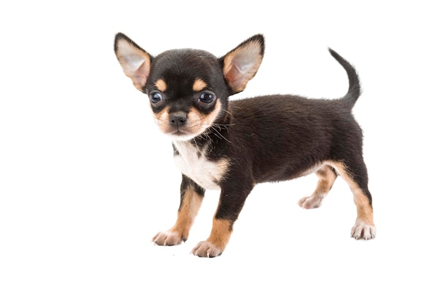 perrito chihuahua