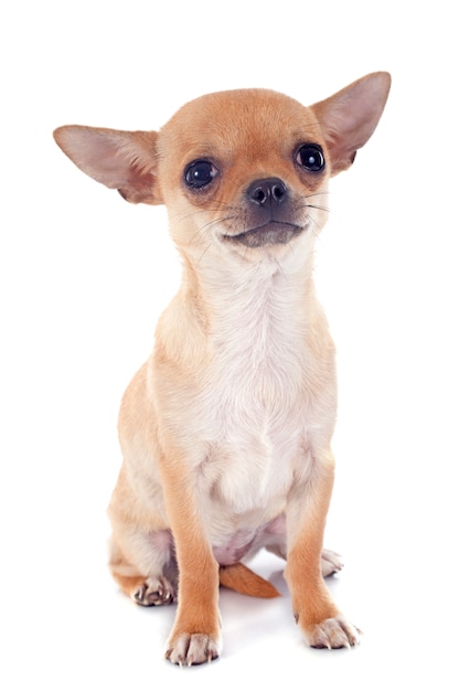 perrito chihuahua