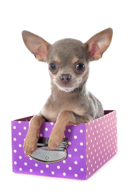 perrito chihuahua