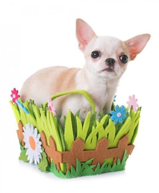 perrito chihuahua