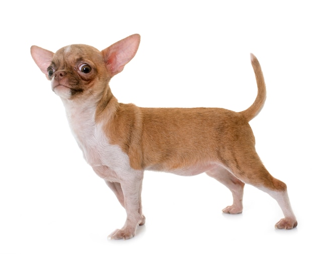 perrito chihuahua