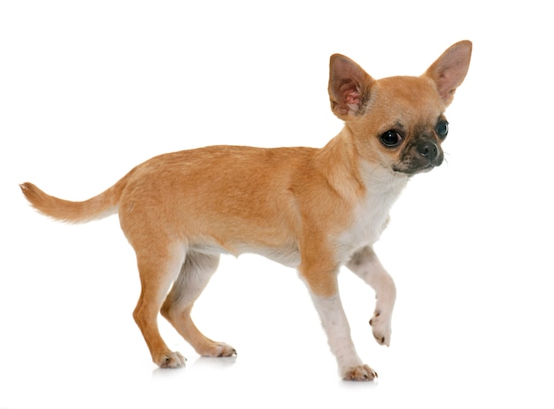 Perrito chihuahua