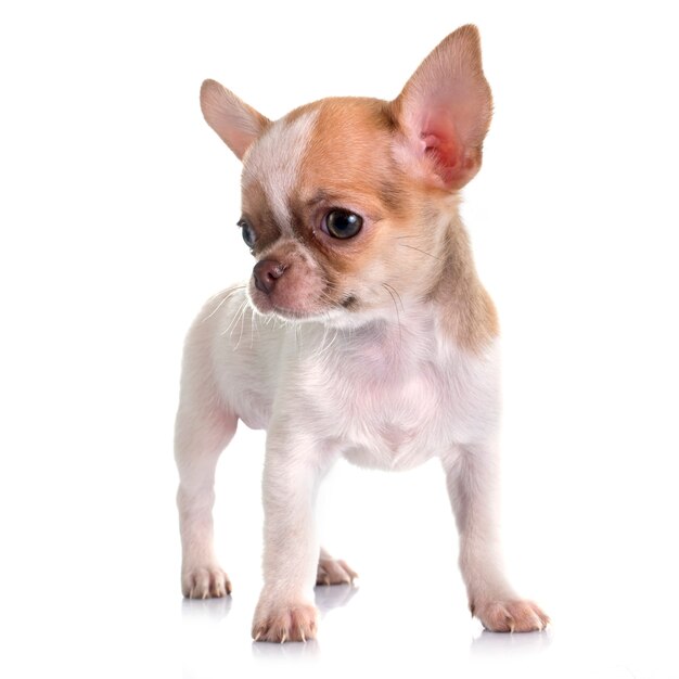 Perrito chihuahua