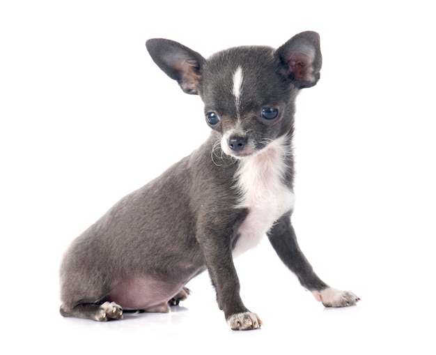 Perrito chihuahua