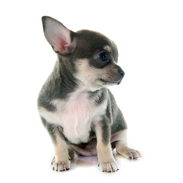 perrito chihuahua