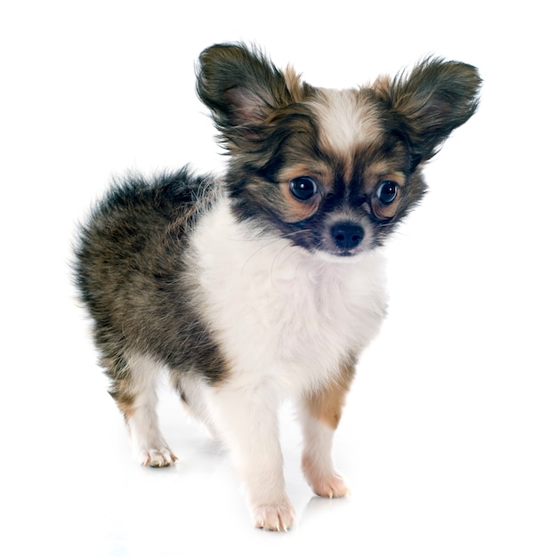 perrito chihuahua