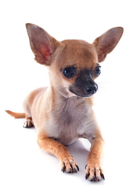 perrito chihuahua