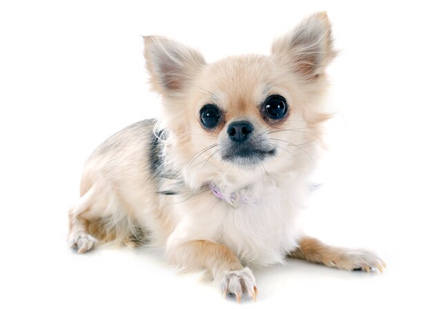 perrito chihuahua