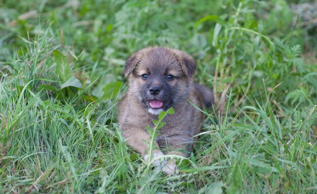 Perrito divertido en el parque