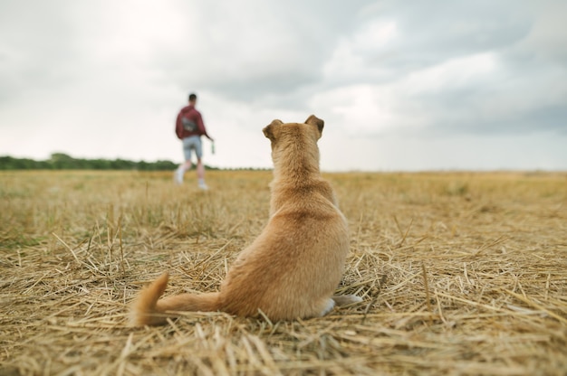 Perrito dorado sentado en una pajita