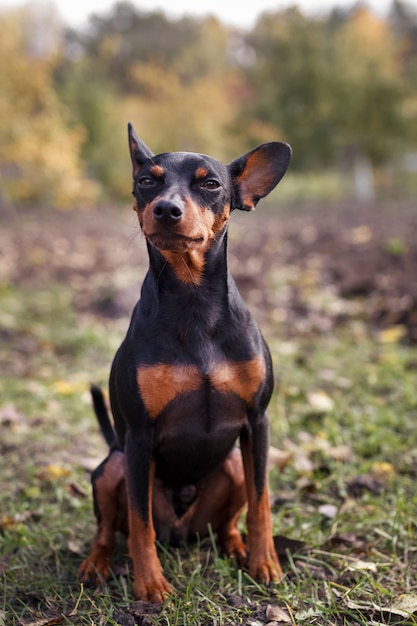 Foto perrito enano lindo del pincher en la hierba.