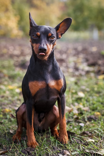 Foto perrito enano lindo del pincher en la hierba.