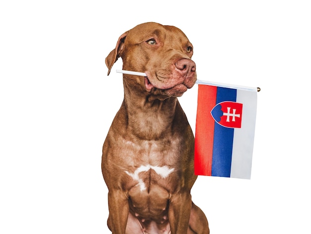 Perrito encantador con la bandera nacional de Eslovaquia