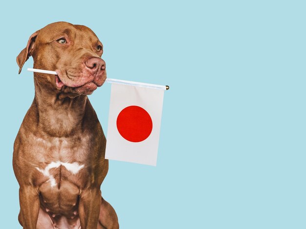 Foto perrito encantador con la bandera nacional de japón
