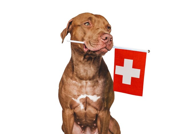 Perrito encantador con la bandera nacional de Suiza