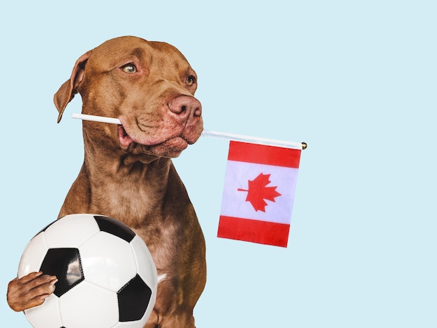 Perrito encantador que sostiene la bandera canadiense y el balón de fútbol