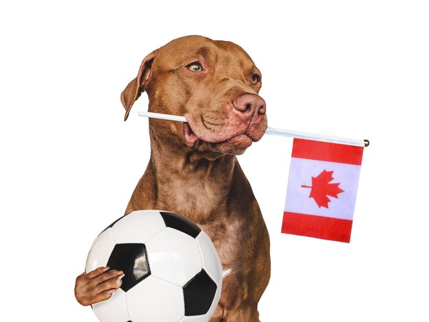 Perrito encantador que sostiene la bandera canadiense y el balón de fútbol