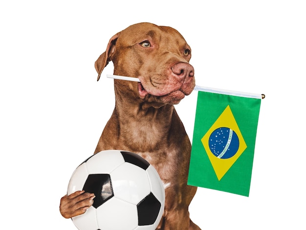 Perrito encantador que sostiene la bandera nacional de Brasil
