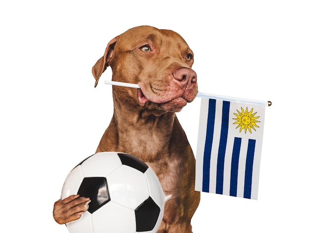 Perrito encantador que sostiene la bandera nacional de uruguay