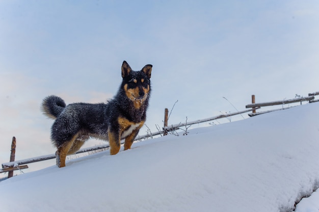 Perrito feliz en invierno