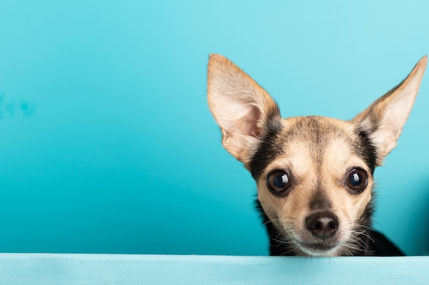 Perrito feliz sobre un fondo azul con espacio de copia